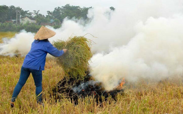 Lãng Phí Tài Nguyên Từ Việc Đốt Rơm Rạ Và Lợi Ích Từ Dự Án Máy Ép Kiện ...
